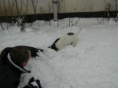 Jack russell terrier Mille billede 7