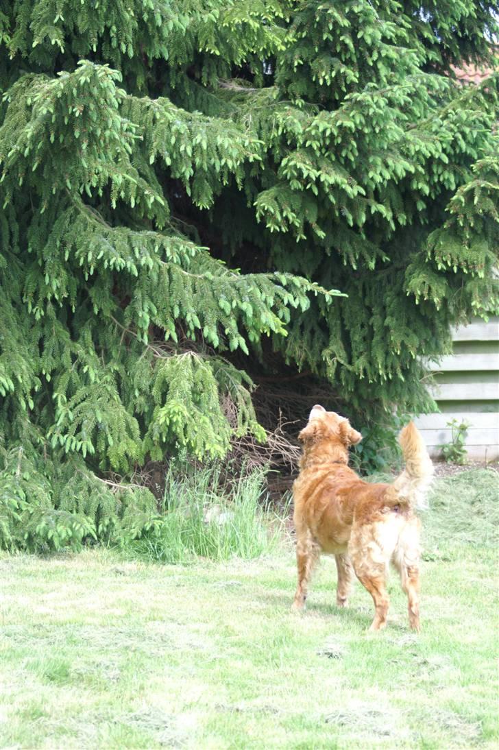 Golden retriever Rollo - "HVAD var det?" XD billede 15