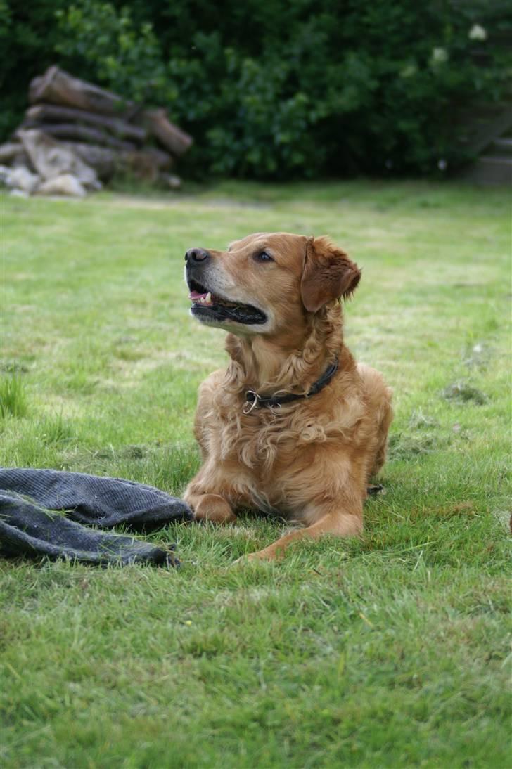 Golden retriever Rollo - Så dejlig <3 billede 16