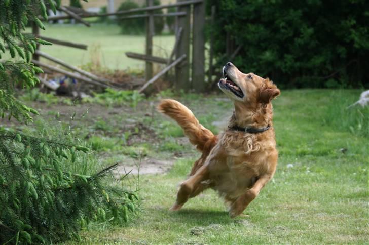 Golden retriever Rollo - Er selv HELT vild med dette billede, ved ikke hvorfor (: billede 17