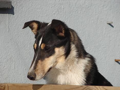 Collie korthåret Annika. I hundehimlen nu - en lidt genert lille pige på 7 mdr billede 1