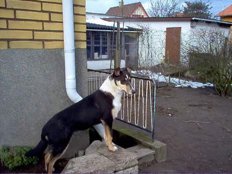 Collie korthåret Annika. I hundehimlen nu billede 2