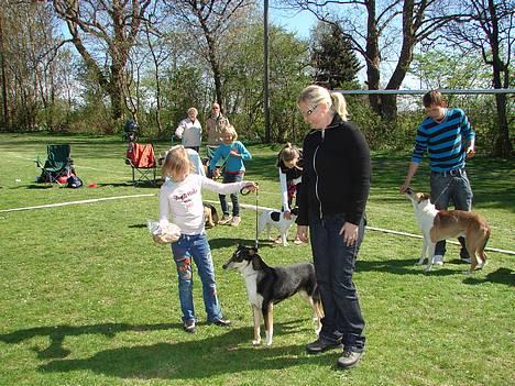 Collie korthåret Annika. I hundehimlen nu billede 3