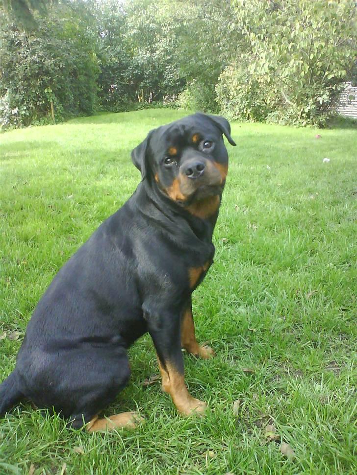Rottweiler Tyson R.I.P billede 14