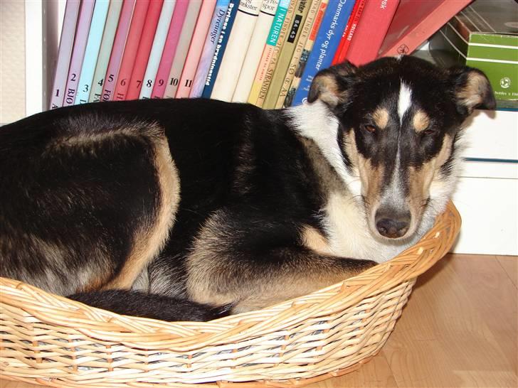 Collie korthåret Annika. I hundehimlen nu - joh jeg kan vist godt lige være her billede 4