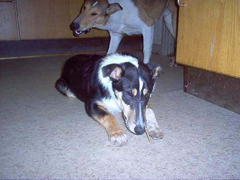 Collie korthåret Annika. I hundehimlen nu billede 5
