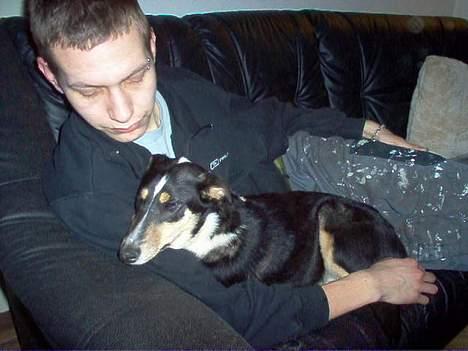 Collie korthåret Annika. I hundehimlen nu billede 6