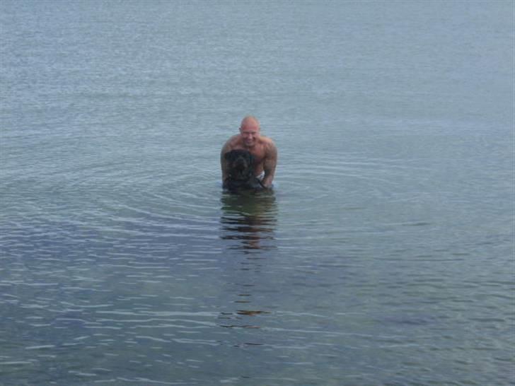 Rottweiler Tyson R.I.P billede 15