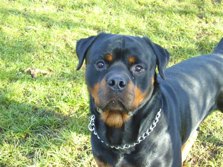 Rottweiler Tyson R.I.P billede 16