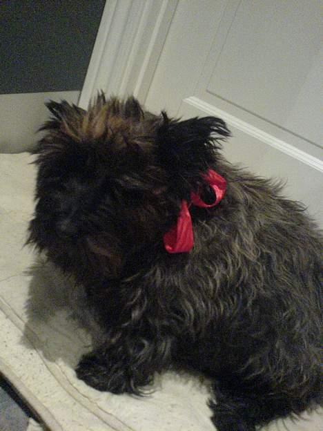 Cairn terrier Didde - En utilfreds Didde, med julesløjfen om sin hals :-) billede 2