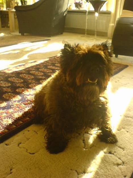 Cairn terrier Didde - Didde pigen :-) billede 3