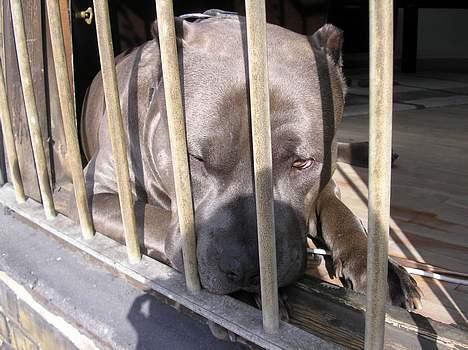 Amerikansk staffordshire terrier Basse(=  billede 2