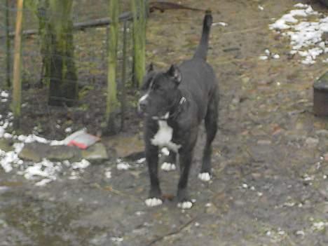 Cane corso obelix billede 7