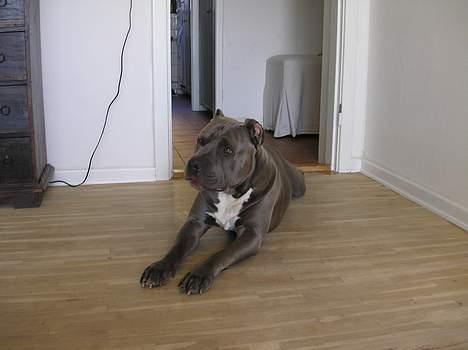 Amerikansk staffordshire terrier Basse(=  billede 3