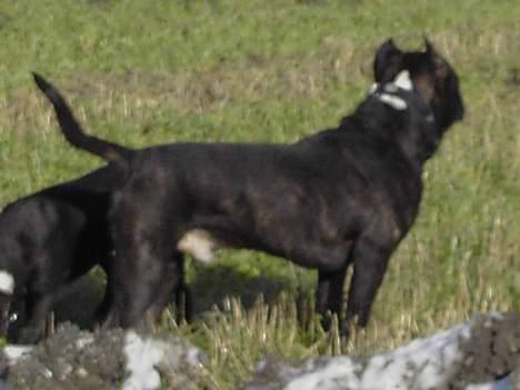 Cane corso obelix billede 8