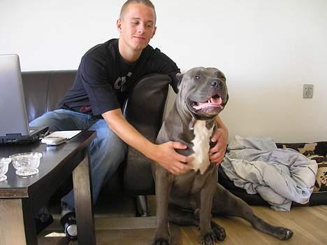 Amerikansk staffordshire terrier Basse(=  billede 4