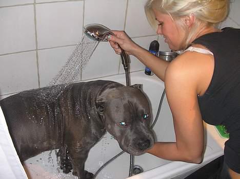 Amerikansk staffordshire terrier Basse(=  billede 5