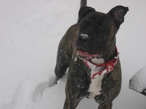 Dogo canario Gucci billede 10