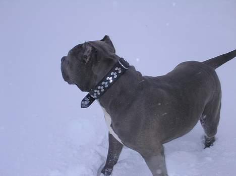 Amerikansk staffordshire terrier Basse(=  billede 6