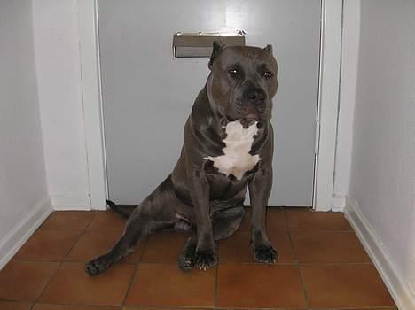 Amerikansk staffordshire terrier Basse(=  billede 7