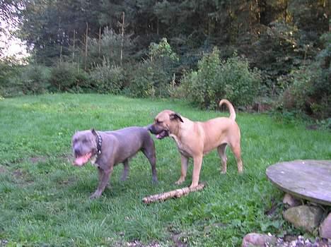 Amerikansk staffordshire terrier Basse(=  billede 8