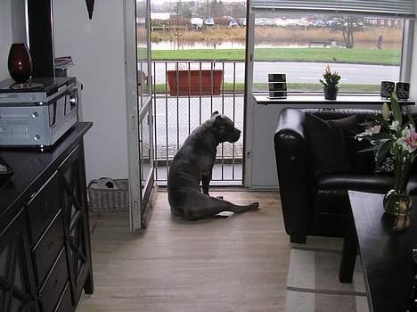 Amerikansk staffordshire terrier Basse(=  billede 9