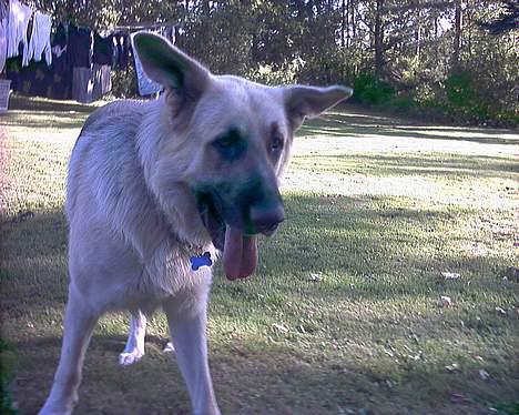 Blanding af racer scooby - Nuttet billede 1