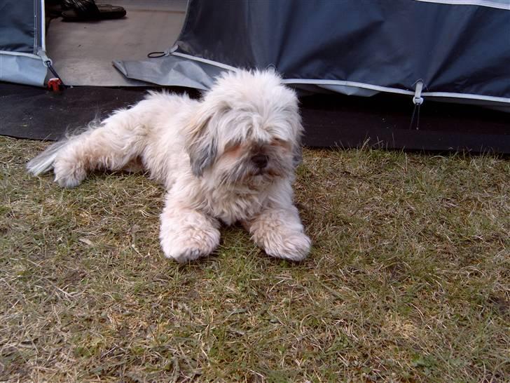 Lhasa apso bonnie.*Død d 14/11 2008* - dette billed er taget den 3 maj på camping billede 1