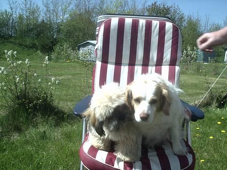 Lhasa apso bonnie.*Død d 14/11 2008* - bella og bonnie på camping billede 2