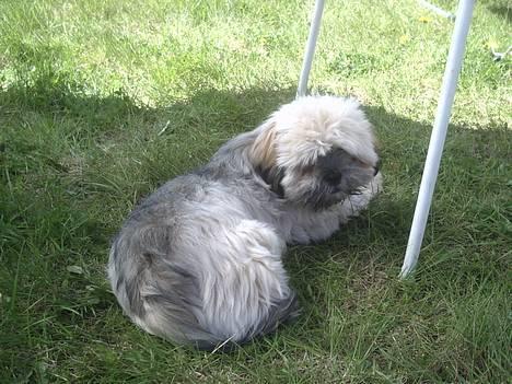 Lhasa apso bonnie.*Død d 14/11 2008* billede 3