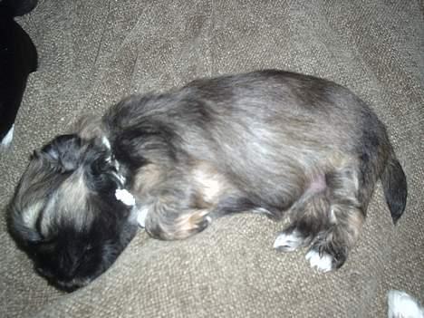 Lhasa apso bonnie.*Død d 14/11 2008* billede 4