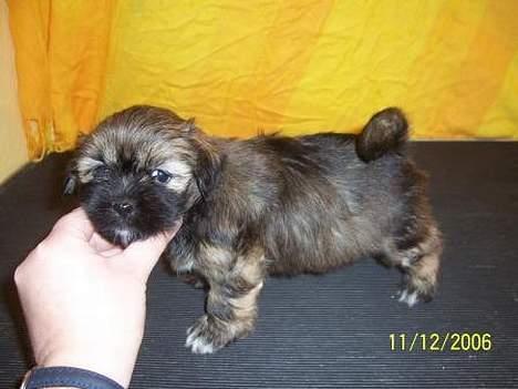 Lhasa apso bonnie.*Død d 14/11 2008* billede 5