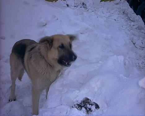 Blanding af racer scooby - Nuttet billede 2