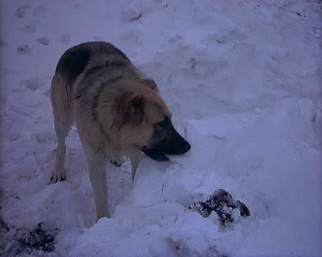 Blanding af racer scooby - Nuttet billede 3