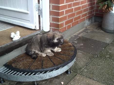 Lhasa apso bonnie.*Død d 14/11 2008* billede 6