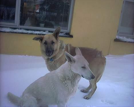 Blanding af racer scooby - Nuttet billede 4