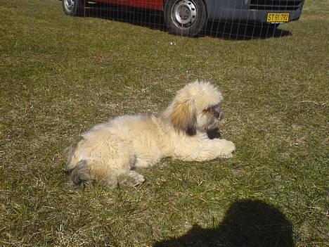 Lhasa apso bonnie.*Død d 14/11 2008* billede 7