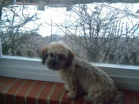 Lhasa apso bonnie.*Død d 14/11 2008* - her er bonnie lige blevet klippet billede 8