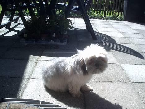 Lhasa apso bonnie.*Død d 14/11 2008* billede 9