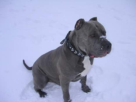 Amerikansk staffordshire terrier Basse(=  billede 10