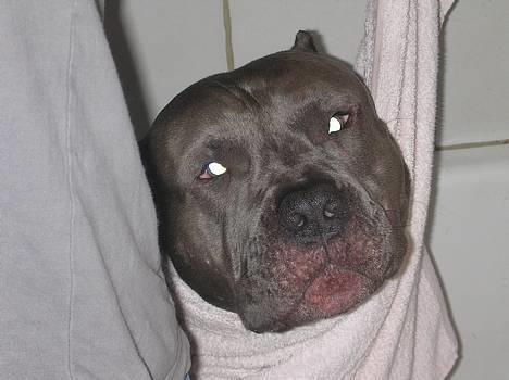 Amerikansk staffordshire terrier Basse(=  billede 11