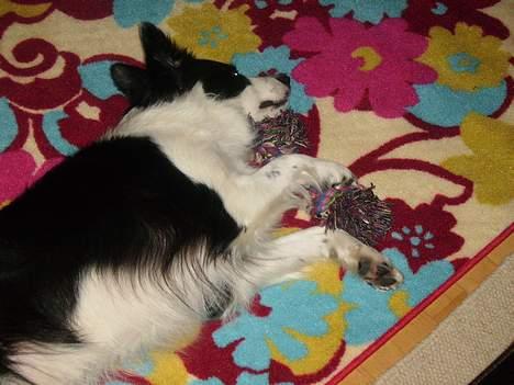Border collie Mulan - ikke uden mit legetøj (-: billede 5