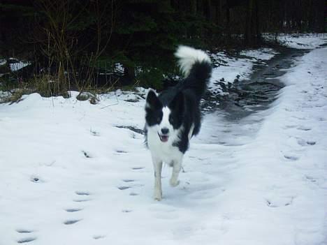 Border collie Mulan - En tur i vore frues plantage billede 6