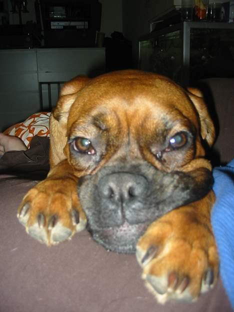 Boxer Zelda billede 11