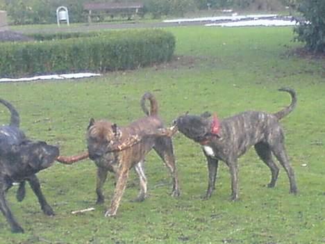 Dogo canario Flemming billede 19