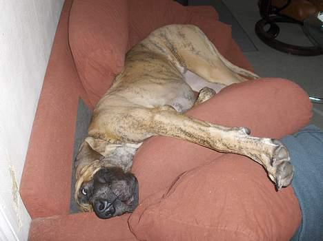 Grand danois Great Dane's Aihsa - tar lige en lur billede 7