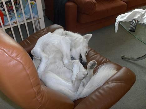 Blanding af racer Tyson billede 8