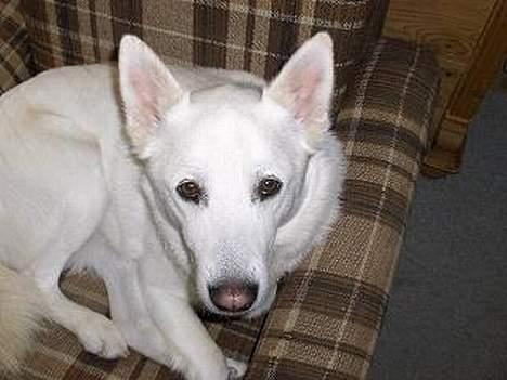 Blanding af racer Tyson billede 9