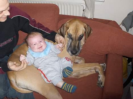 Grand danois Great Dane's Tinka - Tinka du er bare så dejlig billede 7