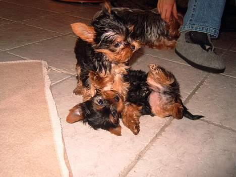 Yorkshire terrier Amigo  *RIP* - Hmm her har min søster Fancy lagt mig ned... billede 15